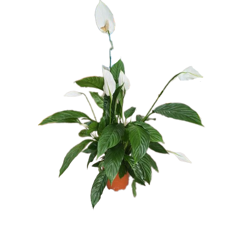 Peace Lily Indoor Spathiphyllum Plant