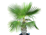 Washingtonia Robusta Palm Outdoor