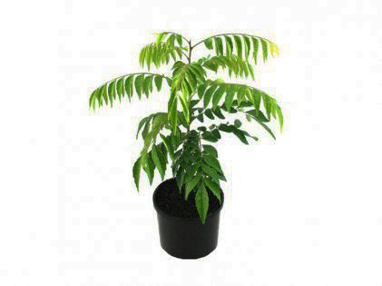 Curry Leaf Plant (Curry Patta)