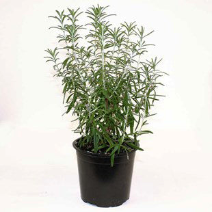 Rosemary Herb Outdoor
