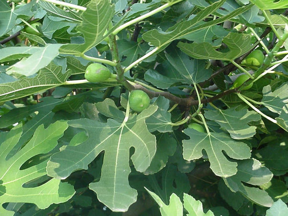 Ficus Carica ( Fig Tree ) - Outdoor Plant