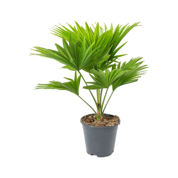 Livistona Rotundinfolia or Footstool Palm Outdoor