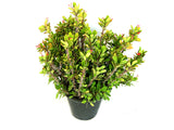 Euphorbia Milii or Crown of Thorns Outdoor