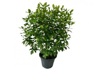 Gardenia Jasminoides - Outdoor Plant