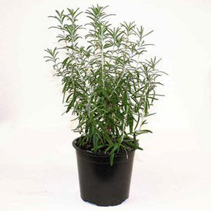 Rosemary Herb Outdoor