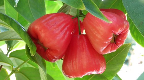 Syzygium ( Water Apple ) - Outdoor Plant without fruit