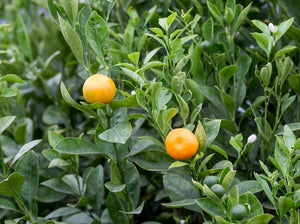 Citrus Mandarin - Outdoor Plant